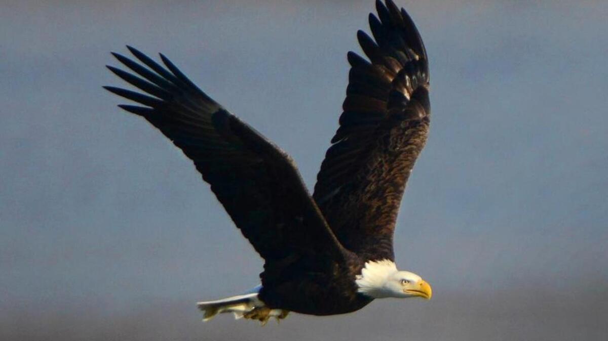 An American bald eagle bags a fish in the prime fishing grounds below Conowingo Dam in Harford County, Md. A man from Virginia faces up to a year in prison and a $100,000 fine after pleading guilty to killing a bald eagle.
