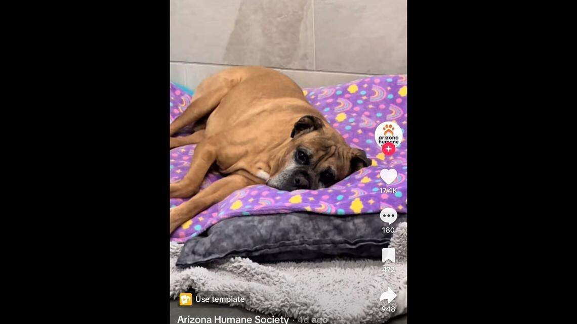 A 7-year-old dog, once an emaciated stray, has been adopted, an Arizona animal shelter said.