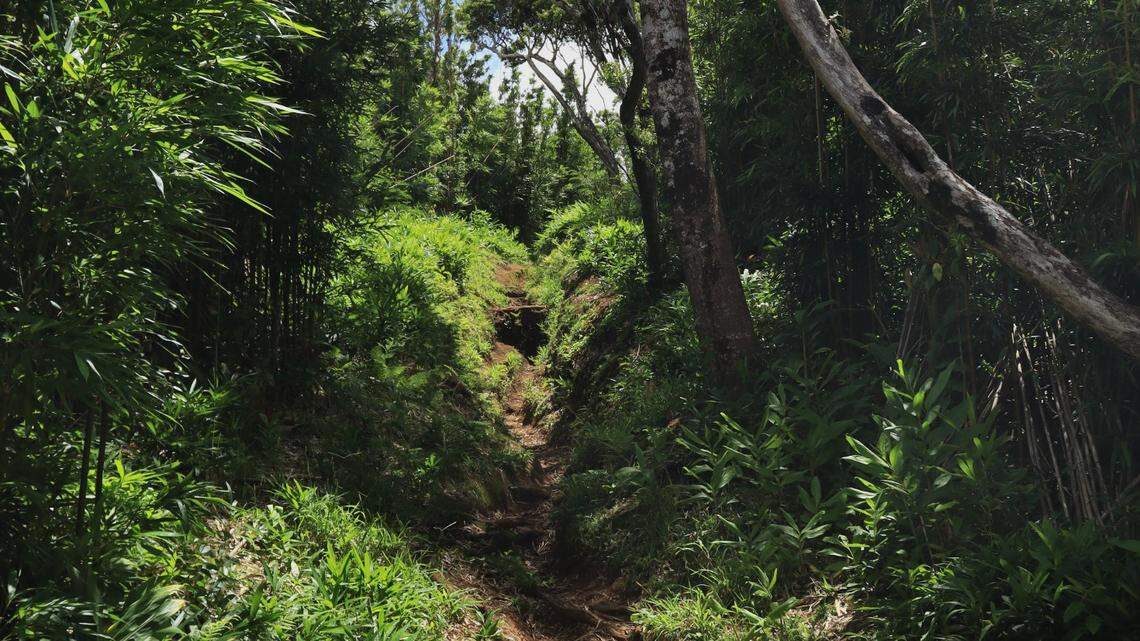 When their friend didn’t return from a hiking trail in on the island of Oahu, a group of friends set out to find him and discovered his body, officials said.