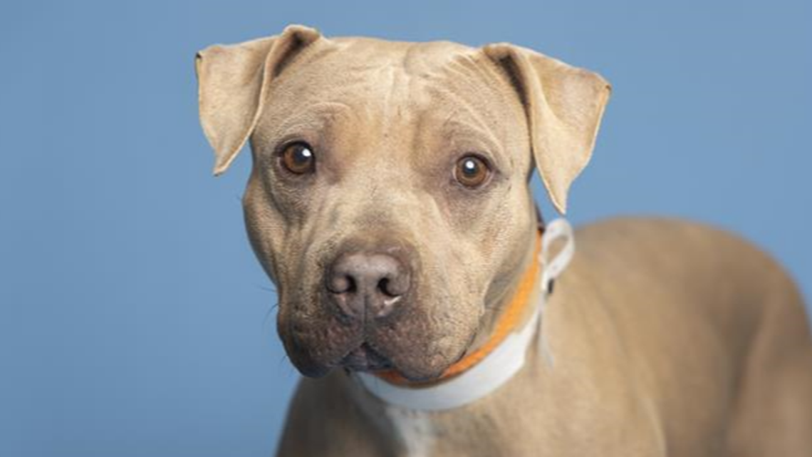 A dog rescued after a hiker spotted her “bright eyes” when she was tucked away in a “in a small cutout on the side of a mountain,” is now up for adoption, an Arizona humane society says.