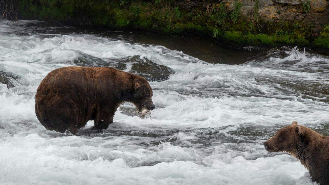Brown bears hunt for salmon in the Brooks River at Katmai National Park and Preserve in Alaska. A bear at the park killed another bear (not the ones pictured) in a fight on livestream cameras, rangers say.