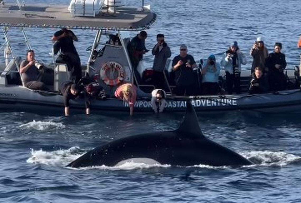 The Eastern Tropical Pacific pod of orcas, or killer whales, has been spotted in Southern California only a handful of times.