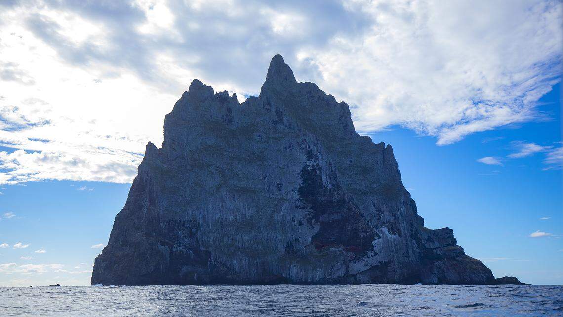 The insects were once thought to be extinct before they were rediscovered on the Ball’s Pyramid volcano in 2001.