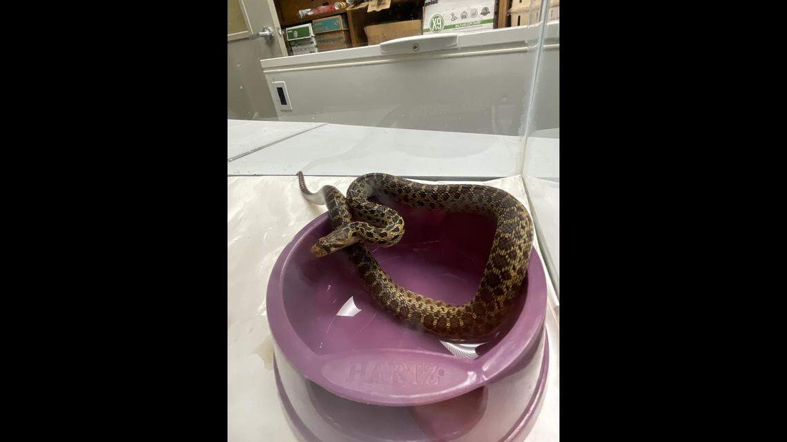 The snake will eventually be taken to Honolulu, officials said.