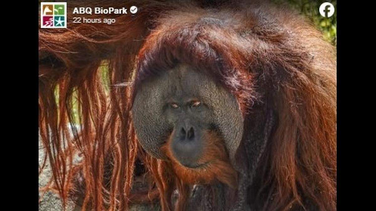 A Sumatran orangutan named Elok died during a procedure in New Mexico, zoo officials said.