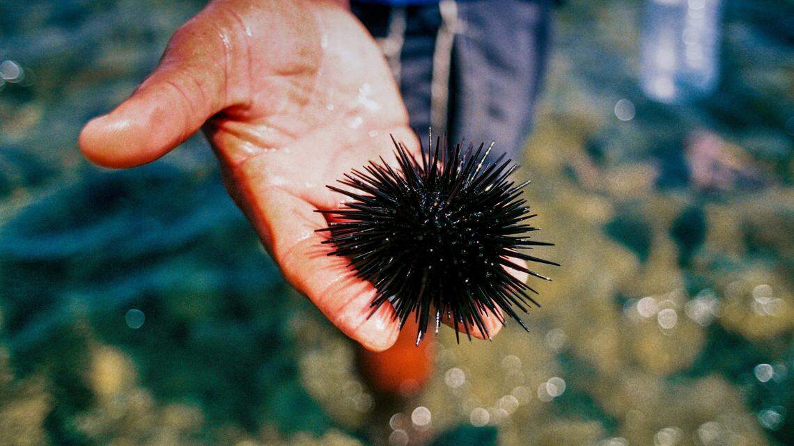 Sea urchins are devouring California’s coastal kelp faster than it can reproduce, researchers said.