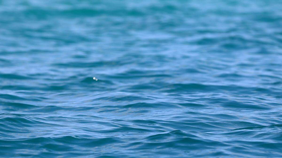 Although they live close by, Risso’s dolphins are “shy” and rarely seen by humans in Hawaiian waters.