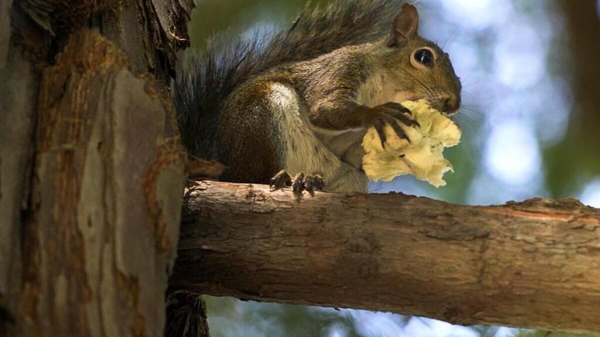 
A baby squirrel snacks on a piece of cauliflower at the Sacramento in 2012.
