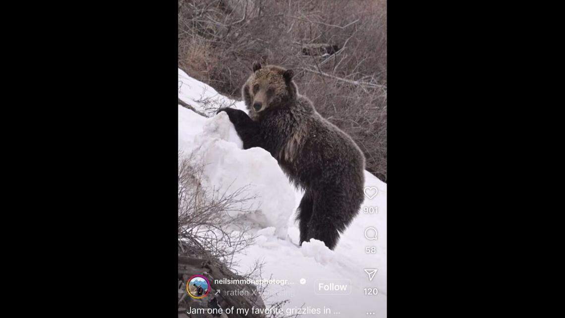 A goofy grizzly woke up from hibernation and almost immediately started playing in the snow in Yellowstone, video shows.