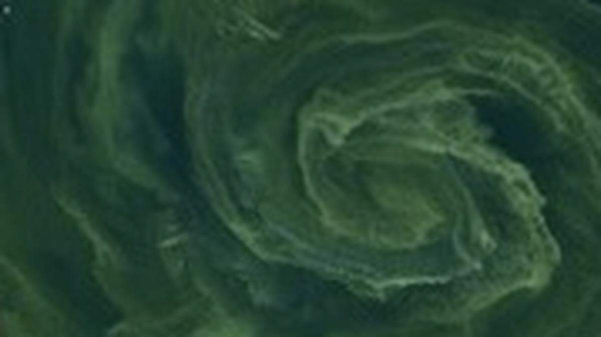 A stunningly spooky scene brewed on a Nevada lake in the weeks leading up to Halloween, a satellite image shows.