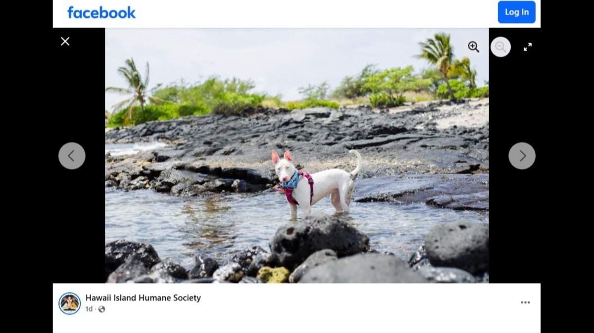 Peppa, a 1-year-old mixed breed pup, is living in a shelter in Hawaii and needs a home of her own.