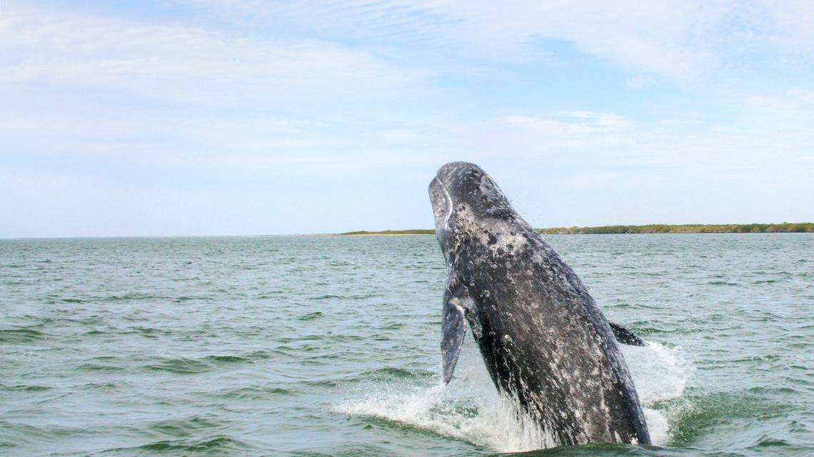An 18th gray whale has been found dead in the San Francisco Bay Area, experts say.