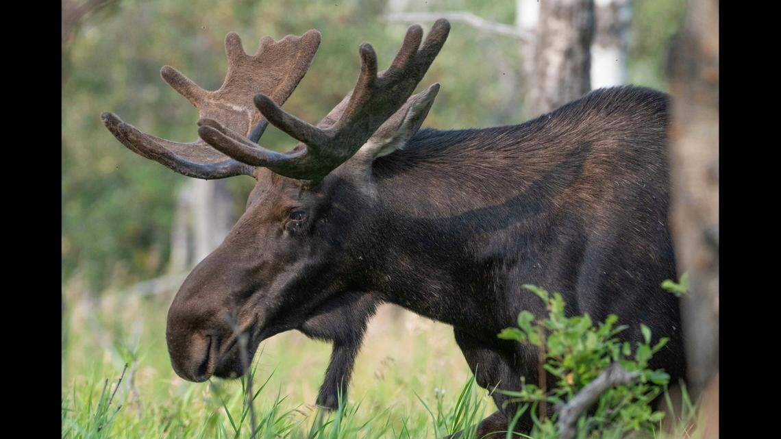 Three moose (not the one pictured) were involved in separate attacks in Colorado, officials said.
