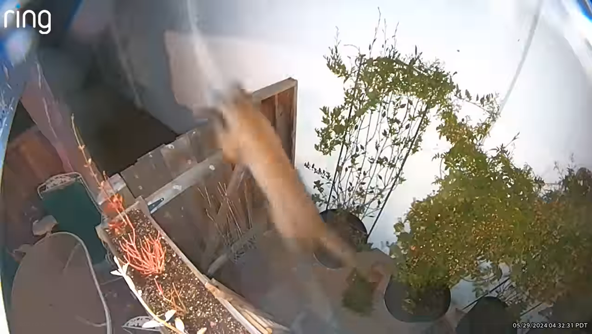 At least one feline much bigger than your average neighborhood cat was spotted roaming through California backyards in the middle of the night, home surveillance videos show.