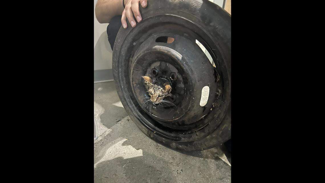 A kitten was rescued after getting stuck in a spare tire’s rim, California firefighters say.