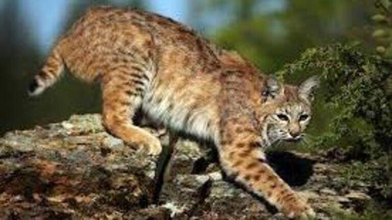 State seeks input on proposal to allow hunting, trapping of bobcats in California