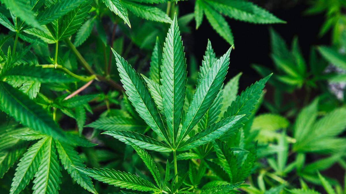 A botched burglary exposed an illegal pot grow inside a Milpitas warehouse, where police found 800 marijuana plants, California cops say.