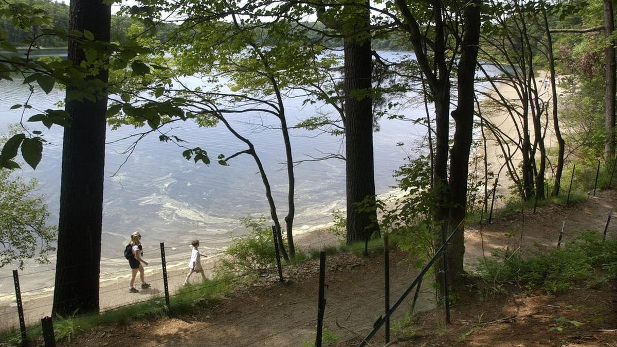 Walden Pond, shown in 2003, has a big problem with swimmers who urinate in the pond, fouling the water and damaging the famed pond’s ecosystem, according a new scientific report. Naturalist and philosopher Henry David Thoreau made the New Hampshire pond famous in his book, “Walden; or, Life in the Woods.”