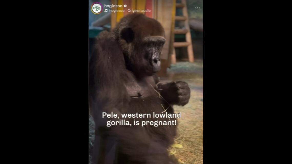 A 22-year-old gorilla is pregnant again in Utah, zoo officials said.