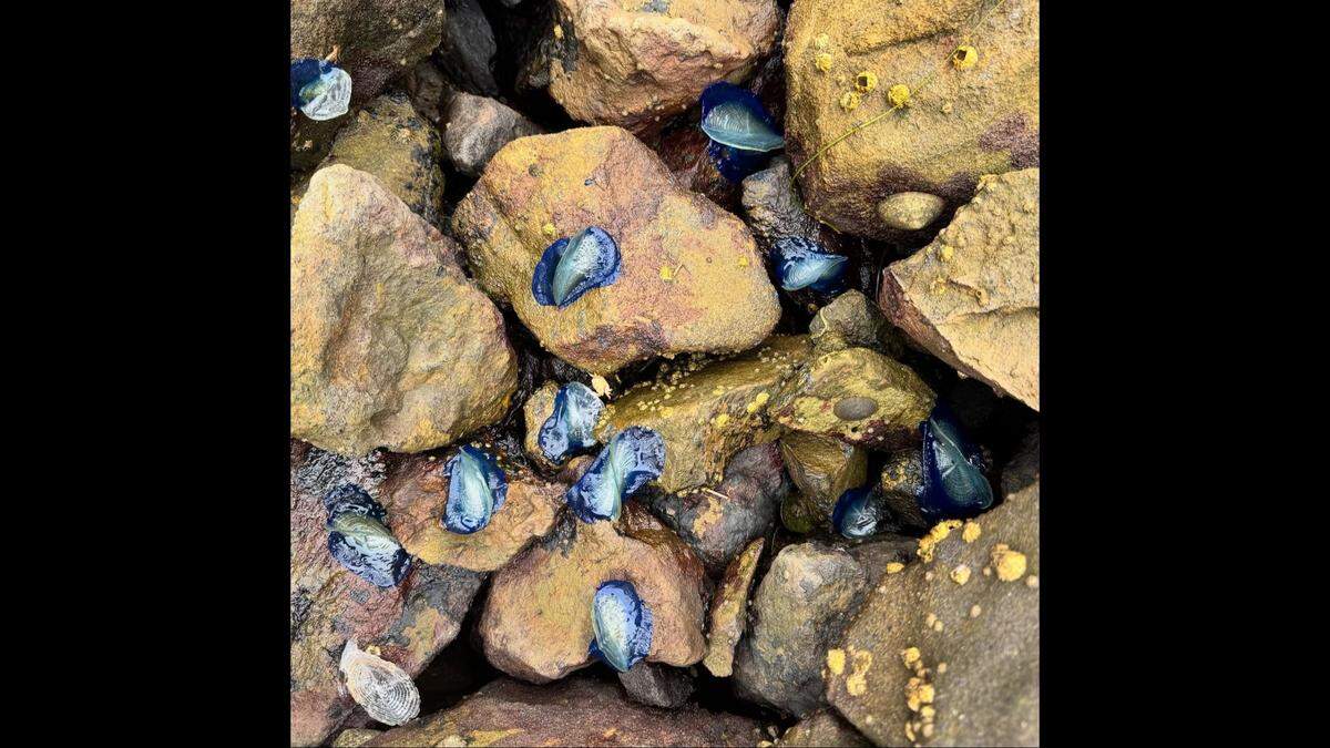 Velella velellas are at the mercy of the winds, which can carry them to shore.
