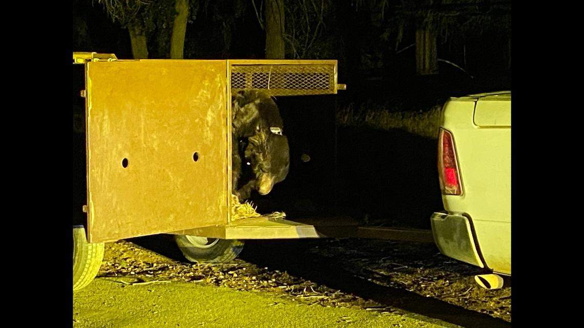 Officials said they took the trapped bear to Angeles National Forest for relocation.