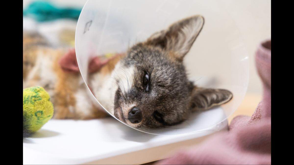 During his recovery, the veterinary team ensured he had the “appropriate pain therapy and used novel treatments to allow his wounds to heal,” the nonprofit said.