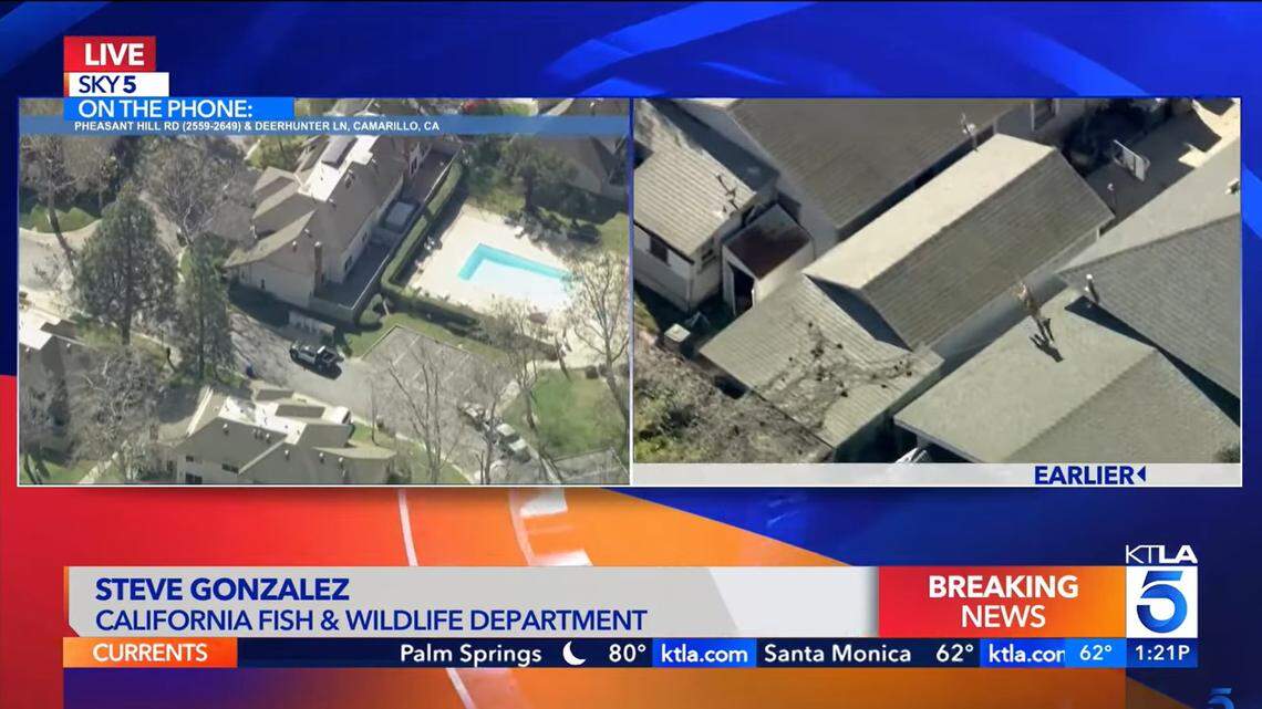 An elusive predator leaped across rooftops as it ran from officers in a California neighborhood, video shows.