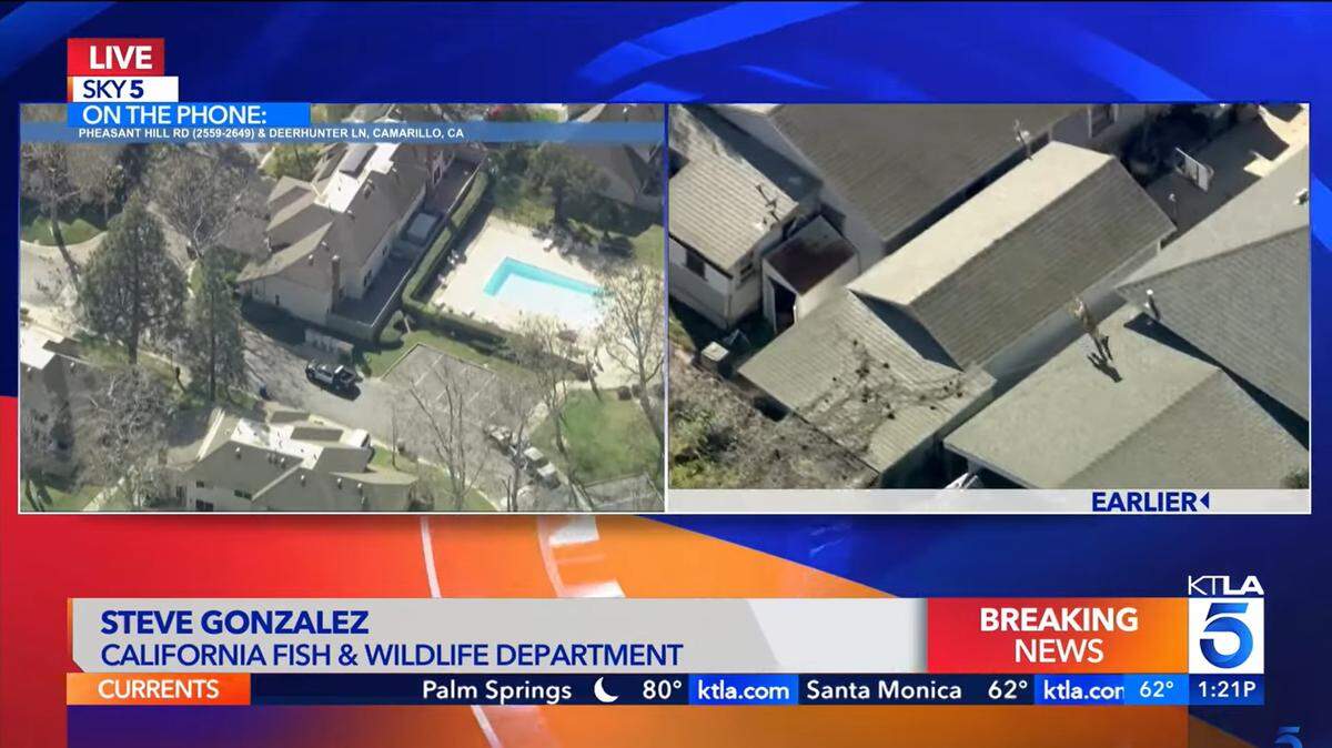 An elusive predator leaped across rooftops as it ran from officers in a California neighborhood, video shows.