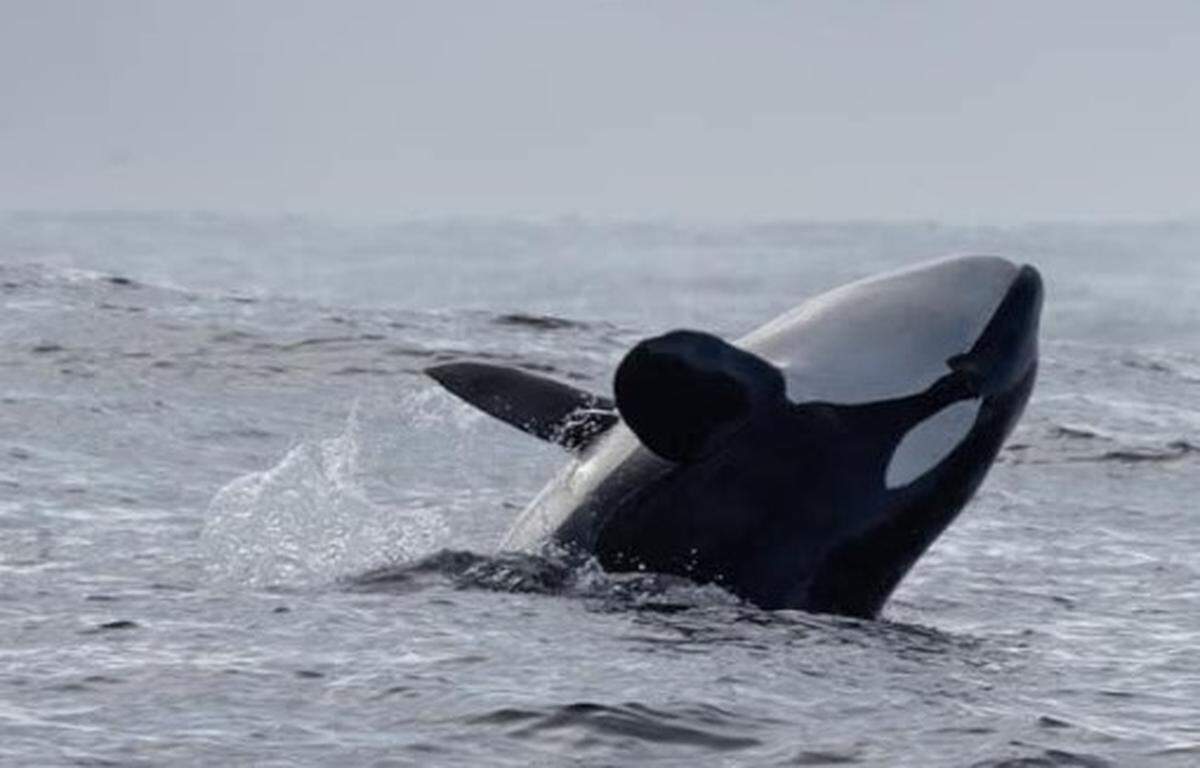Two orca pods, including one with a new baby killer whale, humpback whales and dolphins are spotted off Monterey, California.