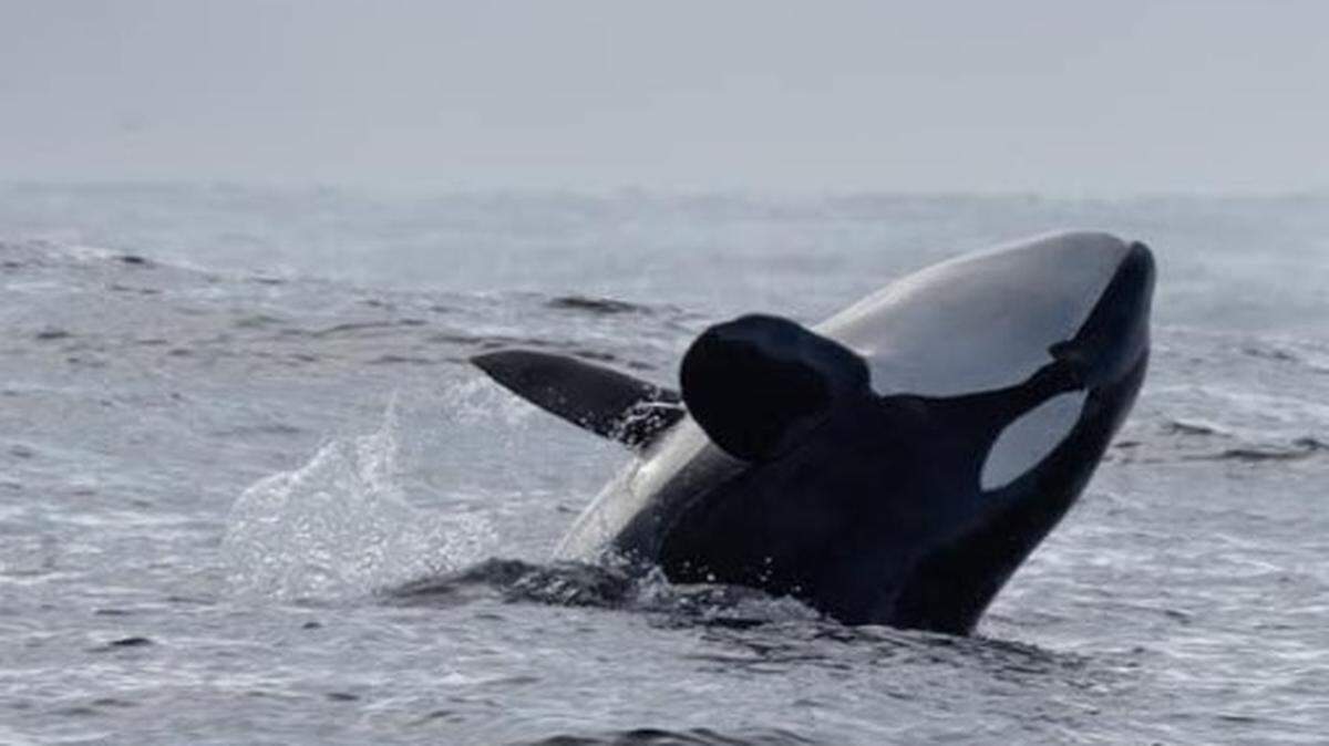 There’s a new fashion craze for Washington’s orca whales.