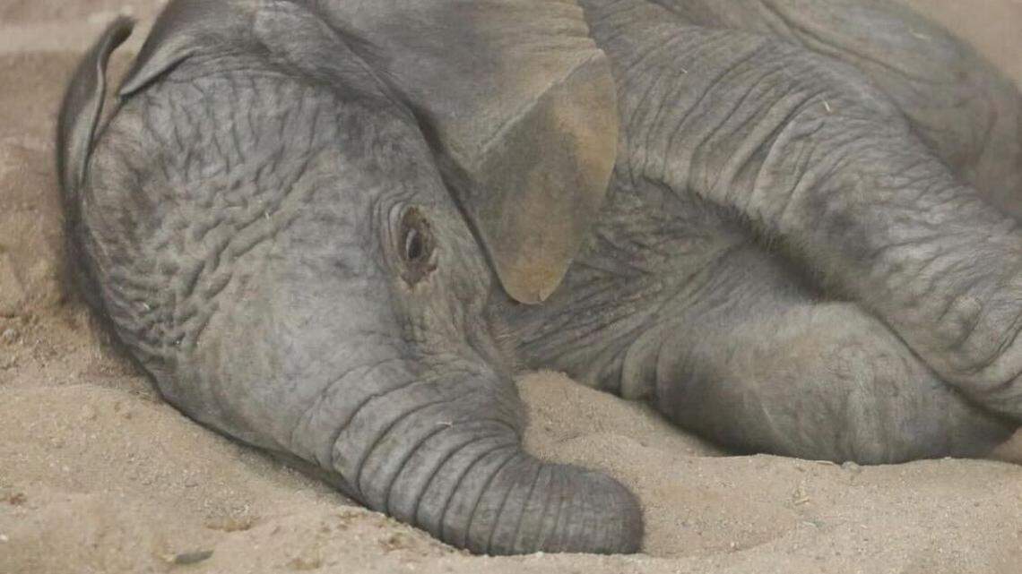 Elephant calf lies in the sand soon after being born at Reid Park Zoo in Tucson, AZ on March 8.