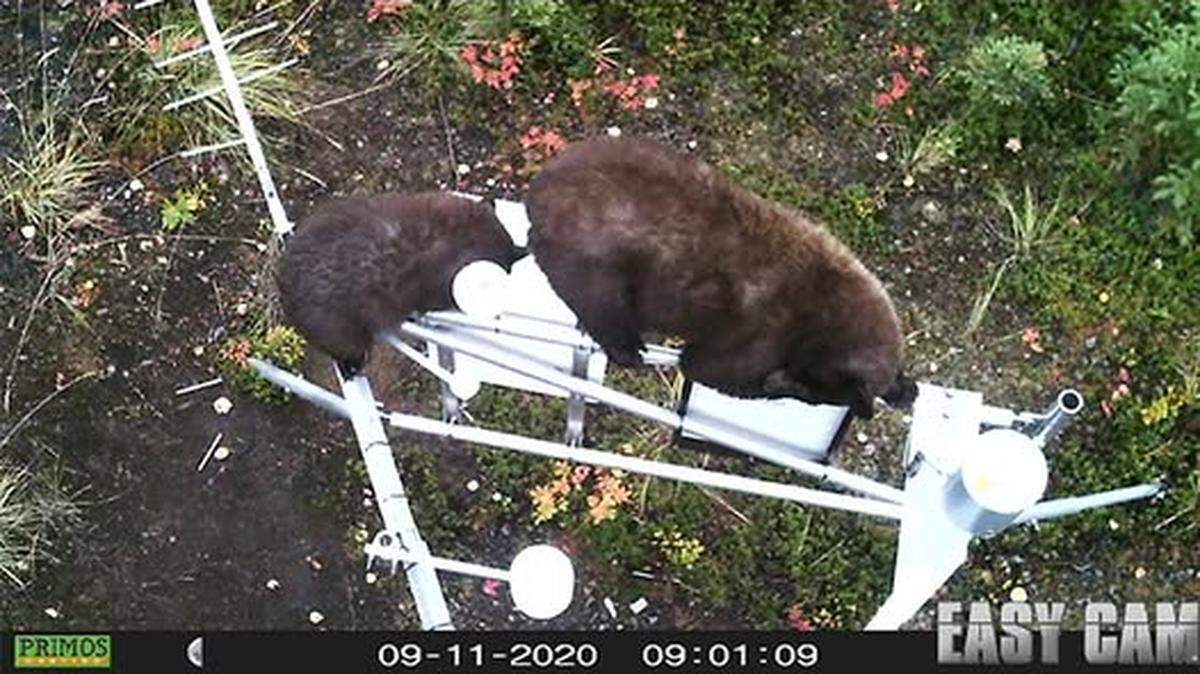 A family of bears couldn’t resist using a remote weather system as their personal playground in Alaska, a photo shows.