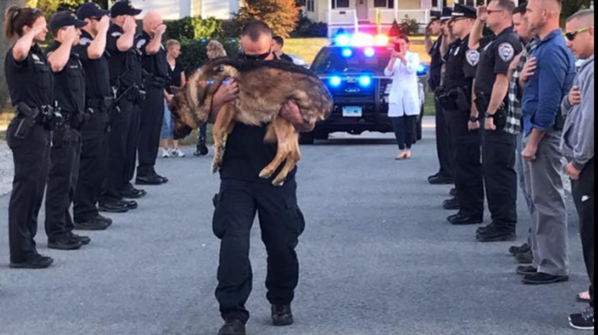 Middletown, Conn., officers salute as Officer Michael D’Aresta carries his K9 partner, Hunter, to a veterinary office to be euthanized Friday after being diagnosed with aggressive liver cancer.
