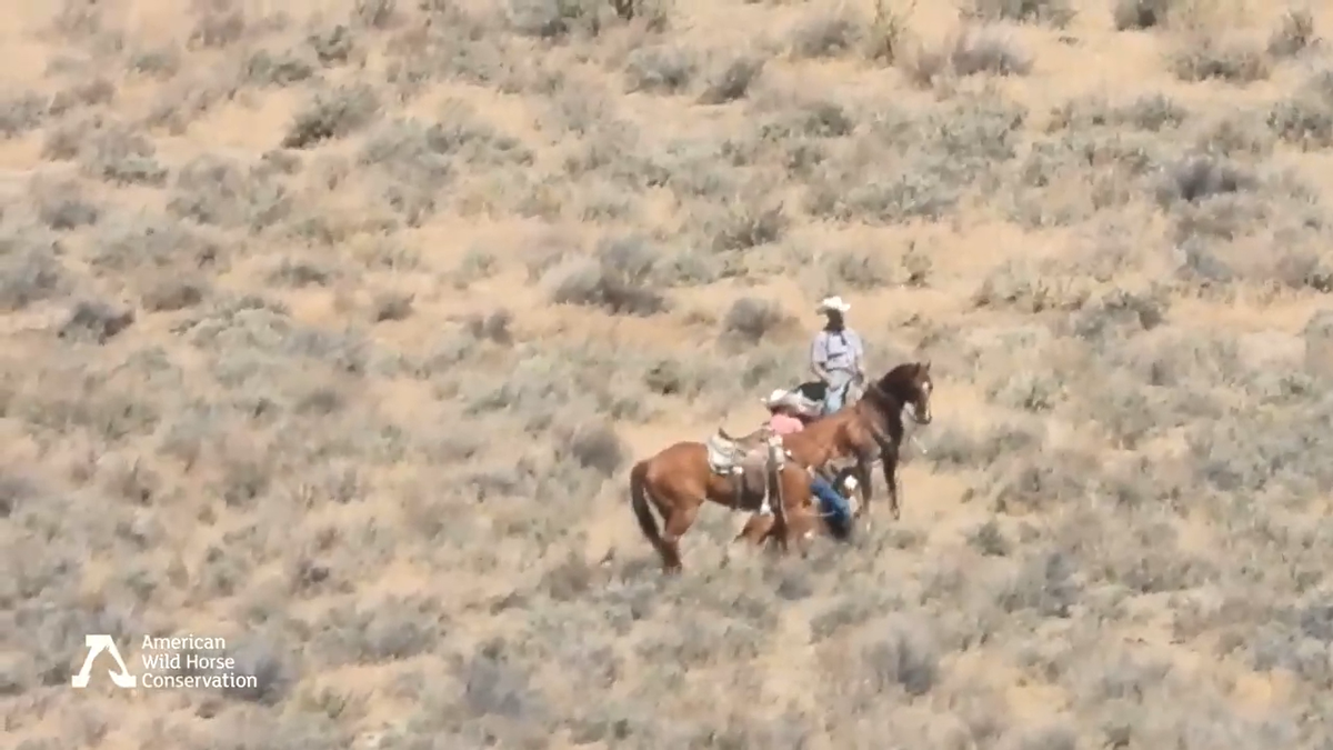 A federal worker kicked a wild horse in its face while it was restrained on the ground during a government roundup in Nevada, video shows.