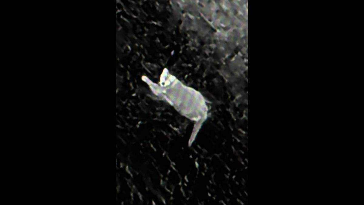 Wednesday’s sighting is among a growing number of recent reports of the animal in the city, the agency said.&nbsp;