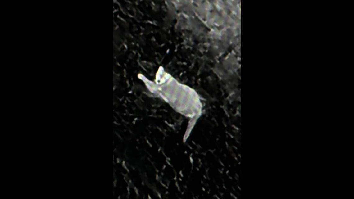 Wednesday’s sighting is among a growing number of recent reports of the animal in the city, the agency said. 