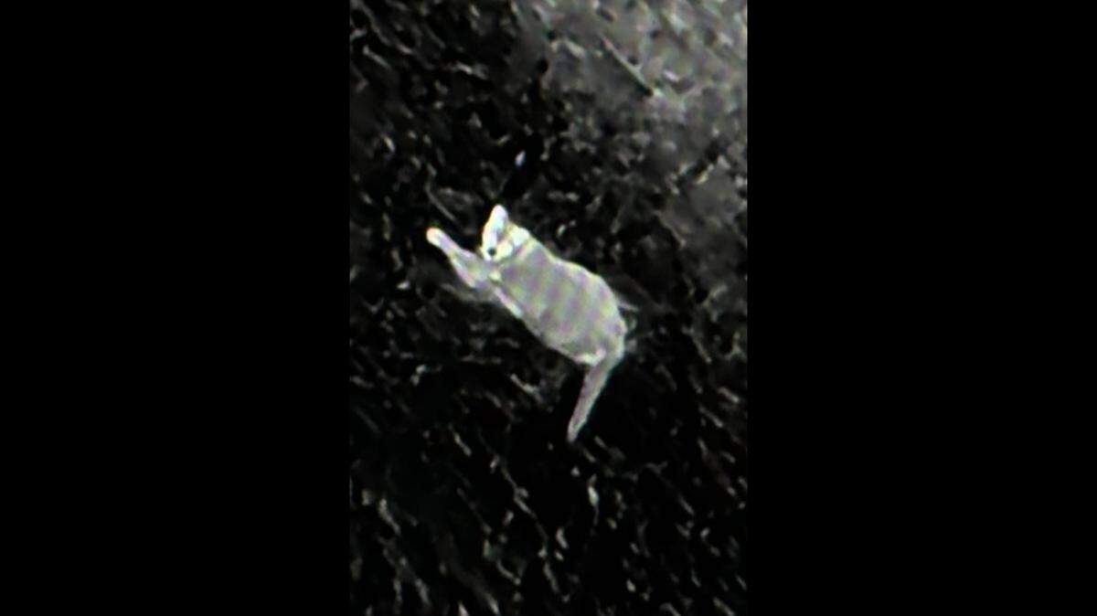 Wednesday’s sighting is among a growing number of recent reports of the animal in the city, the agency said. 