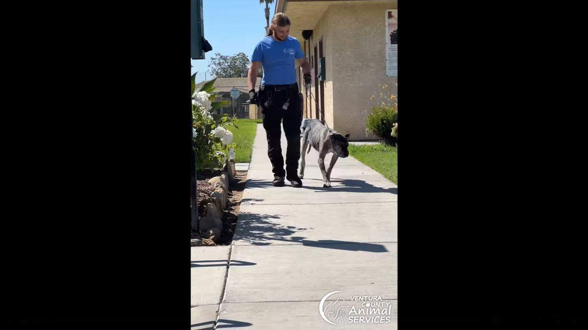 An “emaciated” dog showed up to a California animal shelter after she ate 8 socks, several rocks, twigs, and a fabric toy.