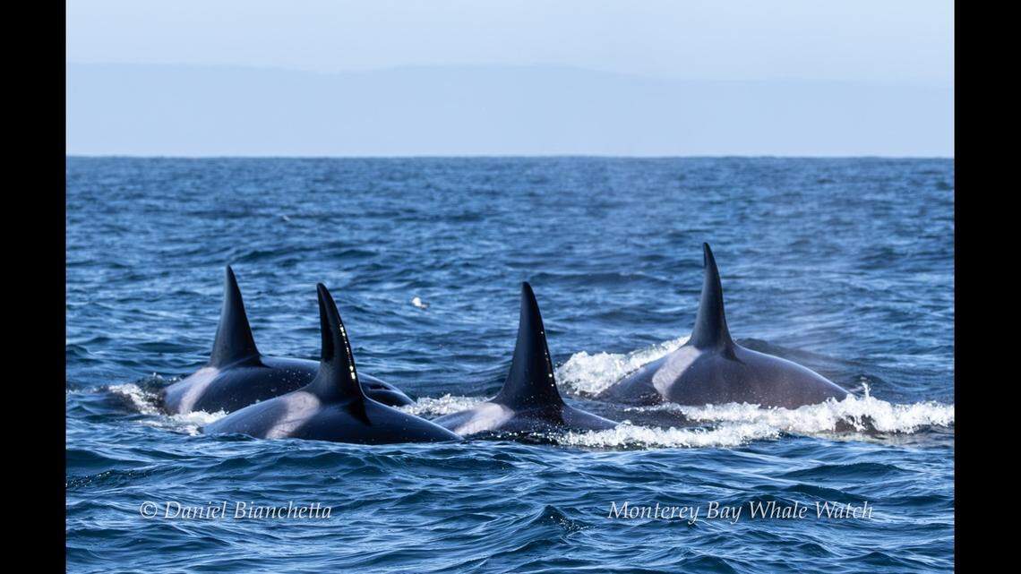 Multiple pods of about 30 orcas worked together, hunting off the California coast.&nbsp;