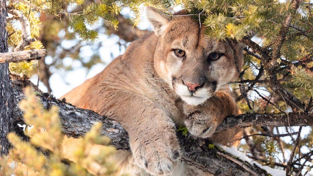 A girl was attacked by a mountain lion (not the one pictured) outside her Malibu home, deputies said.