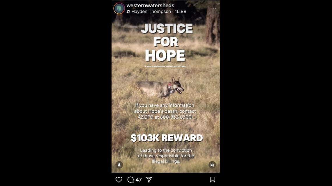 An endangered Mexican gray wolf was found dead in Arizona, wildlife officials said.