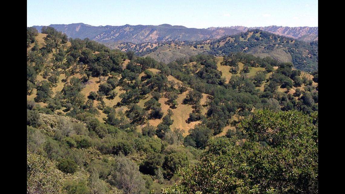 Land Trust of Napa County said it set out to “work on a major endangered species conservation effort” for the frogs in 2022.