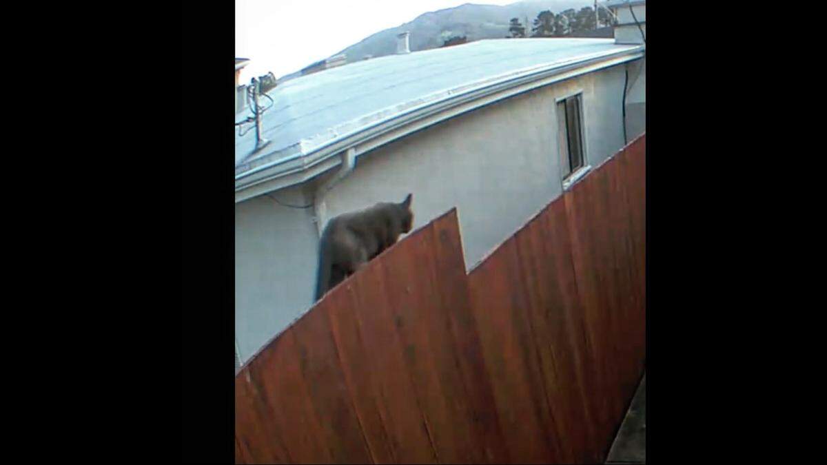 The South San Francisco Police Department shared an image of a large feline trekking across a wooden fence on Facebook.