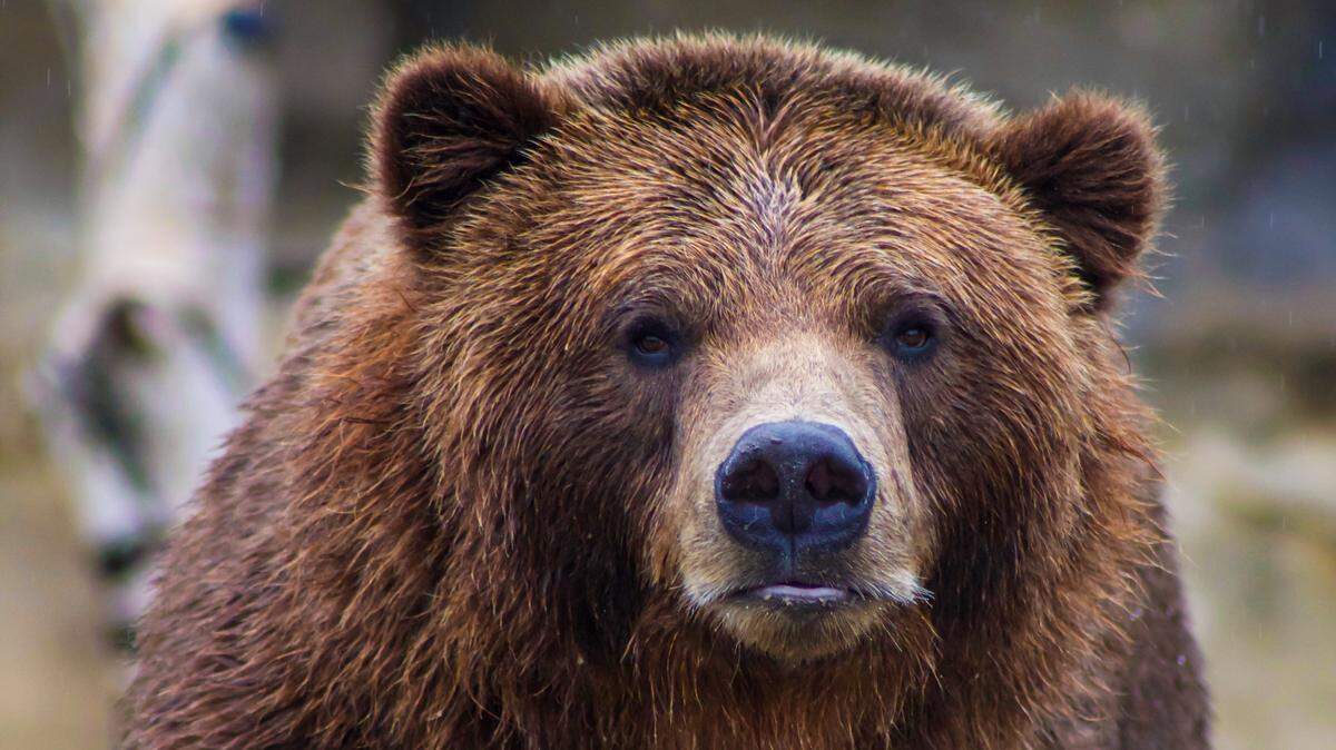 A 34-year-old man was attacked by a bear, not the one pictured, with cubs while hunting rabbits, and he shot and killed it with a .44-caliber pistol, Alaska troopers say.