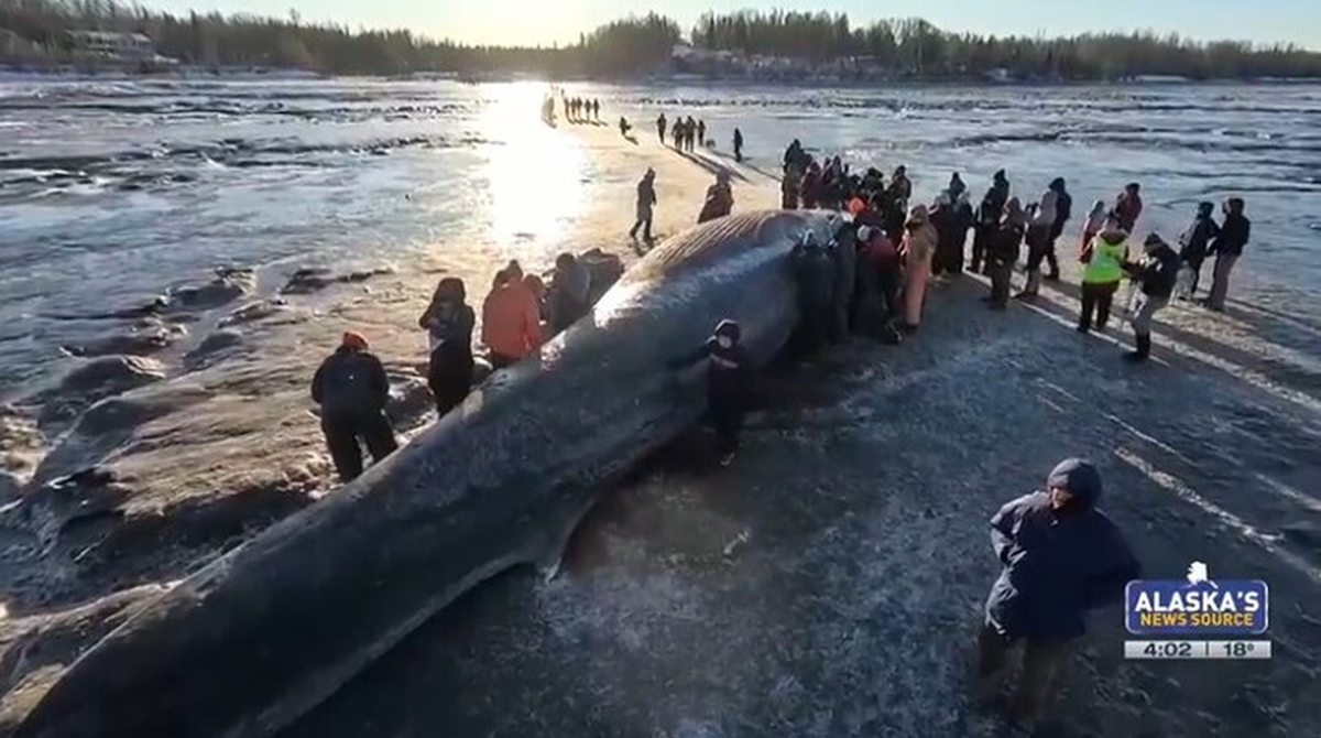 A 47-foot fin whale washed up on a shore in Alaska, experts said.