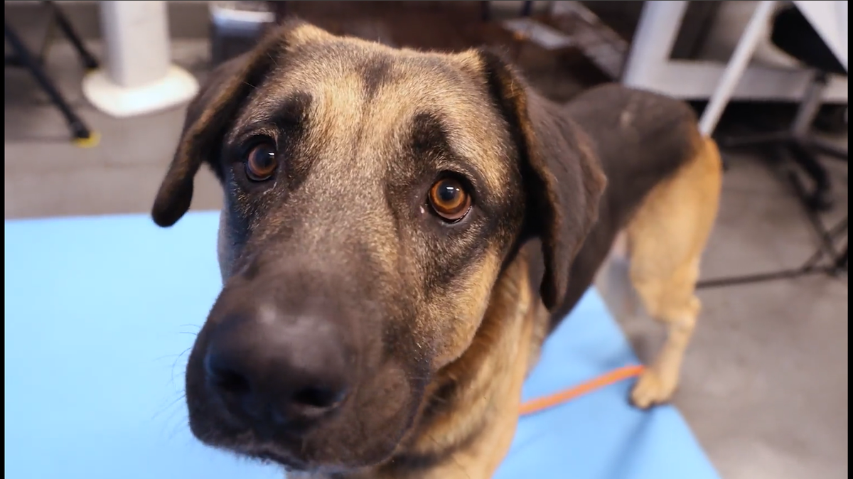Junum was adopted after defying all odds with a miraculous recovery, the Arizona Humane Society said.