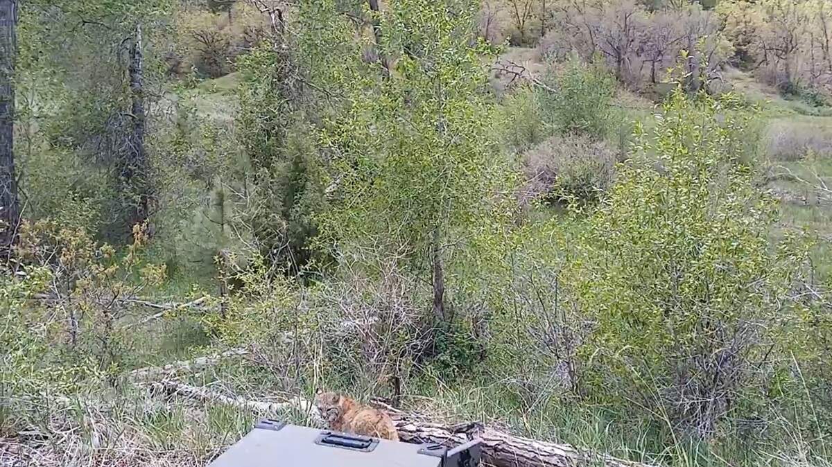 A pair of orphaned bobcats were released back into the Colorado wilderness after growing and gaining weight at a wildlife rehabilitation facility, video shows.