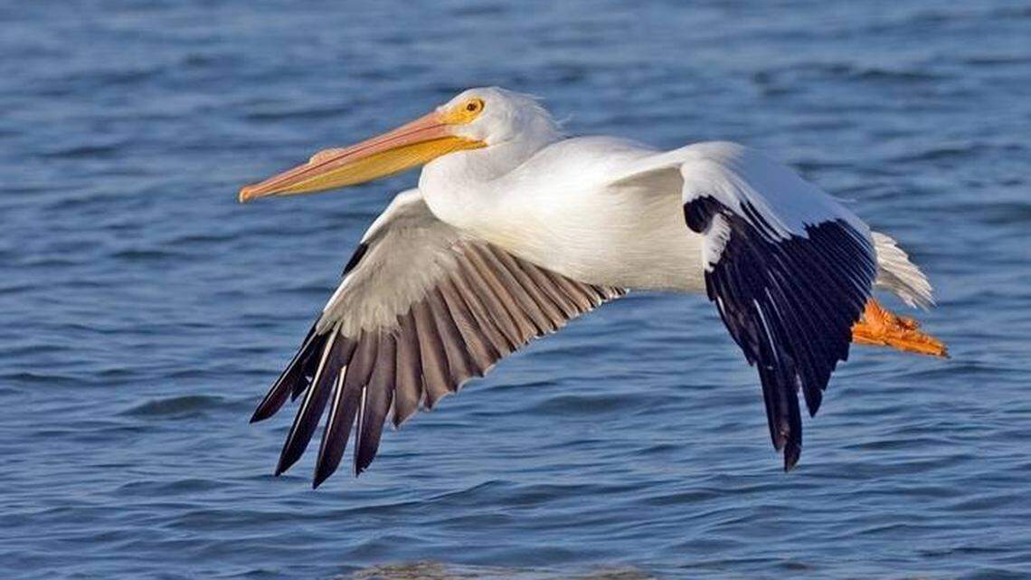 An American white pelican is pictured. The birds have returned to an island on the Great Salt Lake in Utah for the first time in 81 years, officials said.
