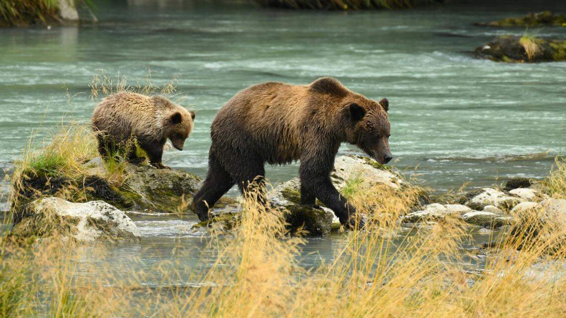 Wildlife officials found two yearling grizzly bear carcasses, then spotted the bears’ mother (not the bear pictured) wandering Grand Teton National Park on her own, officials said.