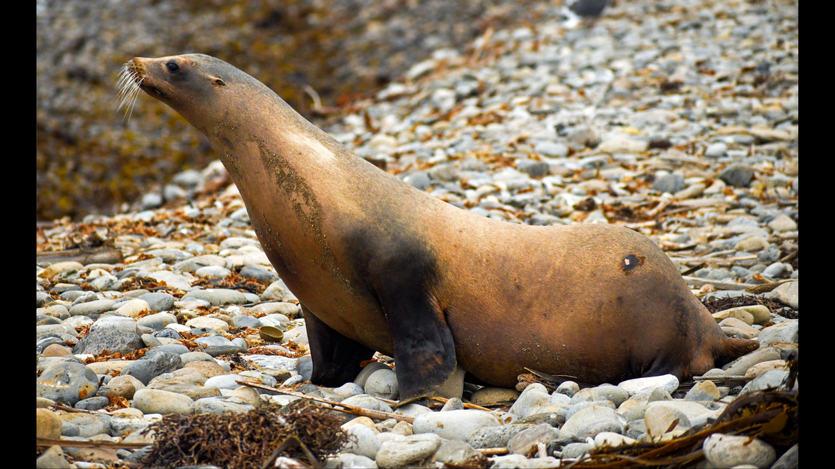 Adult female California sea lion Finn is released at White Point Beach on Oct. 15 after rehabilitating at the Marine Mammal Care Center in San Pedro, California.